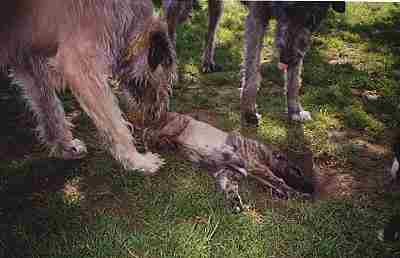 [ Hündchen in der Grube]