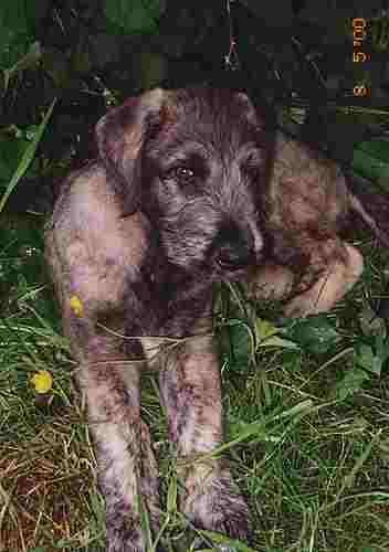 [Wolfshund an Butterblume